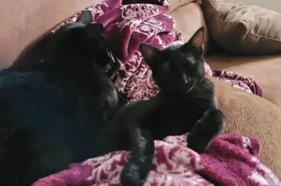 Lost Shy Black Cat on Brentwood Drive