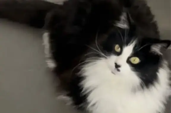 Chatte noire et blanche perdue à Balma - photo