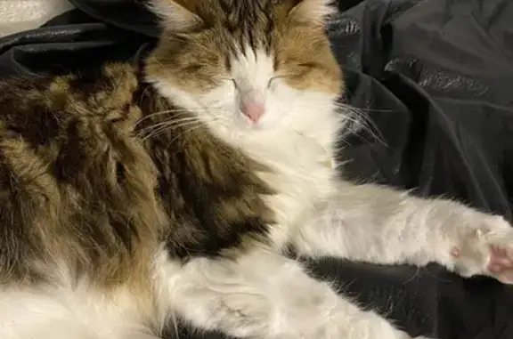 Lost Cat: White Spot & Blue Collar
