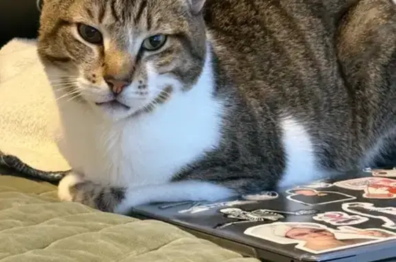Missing cat Franklin, photo: Lost Cat: Unique Eyes on Mabel Drive