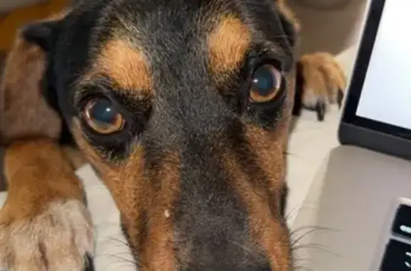 Lost Dog: 'Cow Print' Neck, Kyle Area