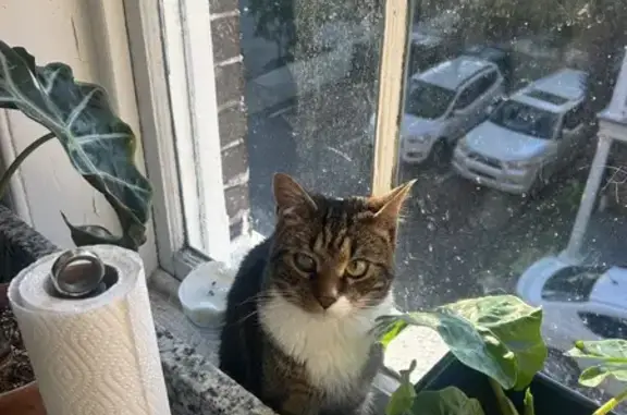 Lost pets Charleston, photo: Lost: Friendly Tiger-Coat Cat in Charleston