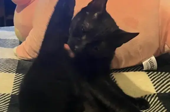 Lost Black Cat: Yellow Eyes in Trenton