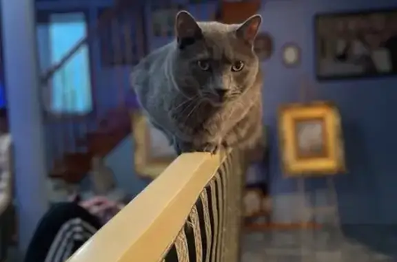 Missing cat , photo: Friendly Grey Cat Missing on 10th Ave