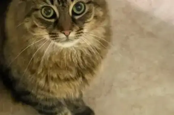Lost Tabby Cat: Big Girl on Hill Ave