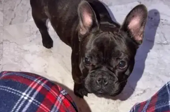 Lost pets Hartford, photo: Lost: Friendly Brindle Dog in Hartford