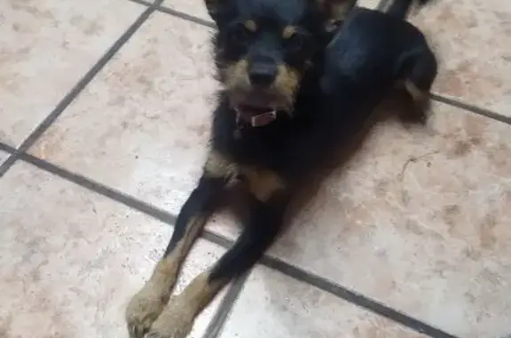 Perros perdidos, , foto: Perro Perdido en Villarreal: Juguetón y Cariñoso