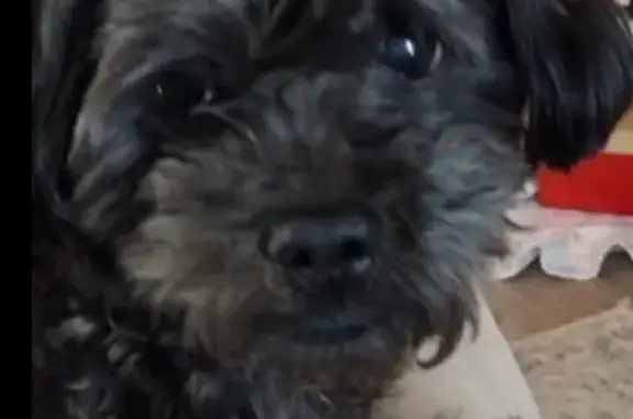 Lost Deaf & Blind Dog: Rockwood Dr, Nashville