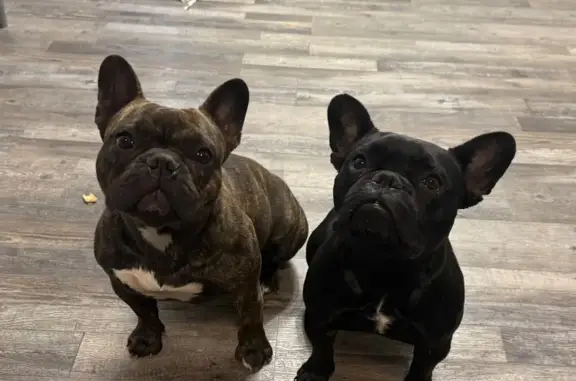 Lost Dogs: Molly & Nia Near N Alton Ave