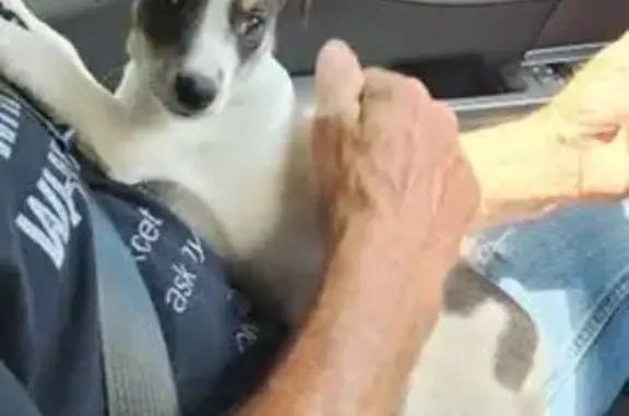 Lost Dog: White with Black Spots, AL 36271