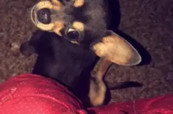 Lost Dog: Duchess - Wheeler St, Indy