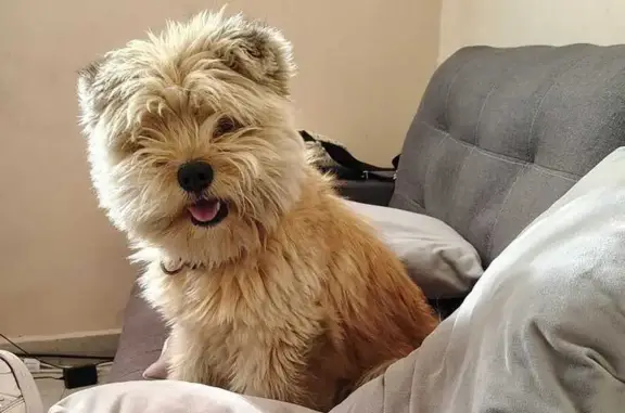 ¡Ayuda! Perdí a mi perrito amarillo en CDMX