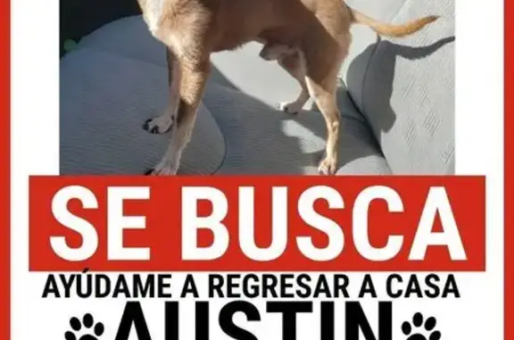 Perro Café Perdido en Cabo San Lucas