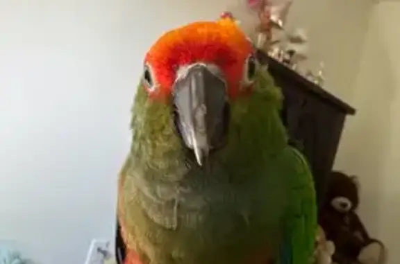 Lost pets Fullerton, photo: Lost Green Bird: Red Head, Blue Tail