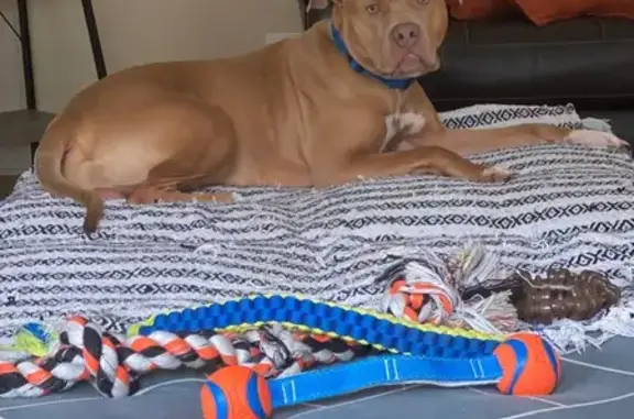 Lost Dog: Light Brown & White in Loganville