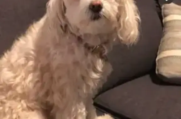 Lost: Millie, White Shih Tzu/Poodle Mix
