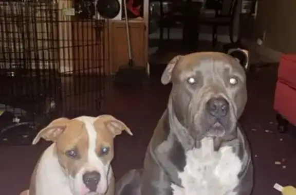 Missing dog , photo: Lost Dog: Grey with White Belly Found