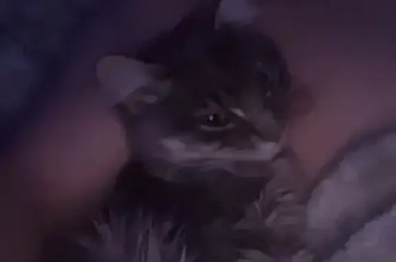 Lost 3-Legged Cat: Sweet & Shy in Bolt