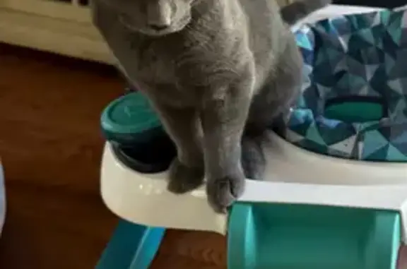 Lost: Friendly Rescue Cat Bean, 7 Mos