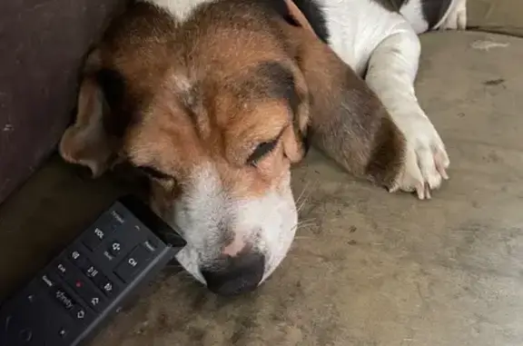 Lost Beagle: Loud Bark, Camden Area
