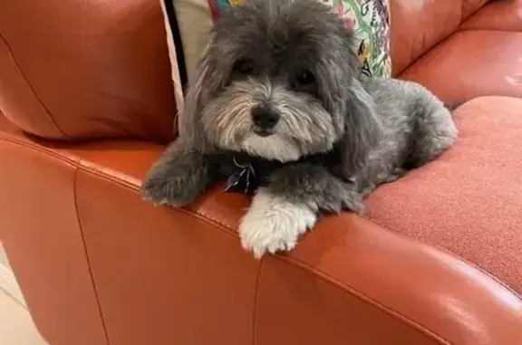 Lost Havanese: Grey with White Paw, 10lbs