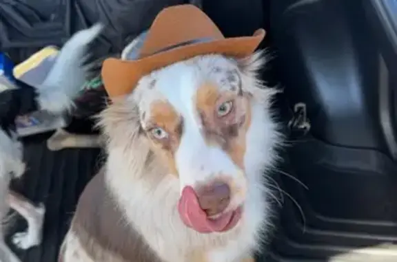 Missing dog Scarbro, photo: Lost Dog: White Feet & Docked Tail in Scarbro