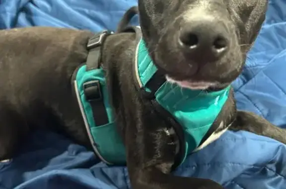 Missing dog Gary, photo: Lost Dog: Black, Brown & White in Gary