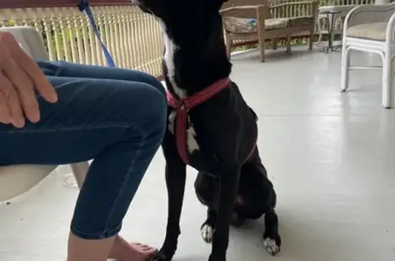 Found pets Scranton, photo: Friendly Black Lab Found on Clay Avenue