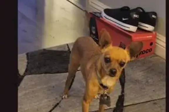 Missing dog Las Vegas, photo: Lost Chihuahua: Tan/Brown, Blue Collar