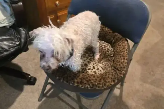 Lost White Maltese on Tomochichi Lane