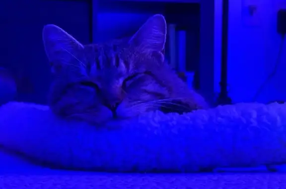 Lost Grey Tabby with Leash in Cromwell