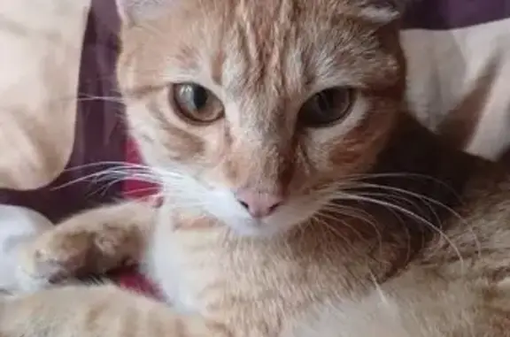 Gatos perdidos, Ciudad Nezahualcoyotl, foto: Gato Naranja Perdido en Nezahualcóyotl