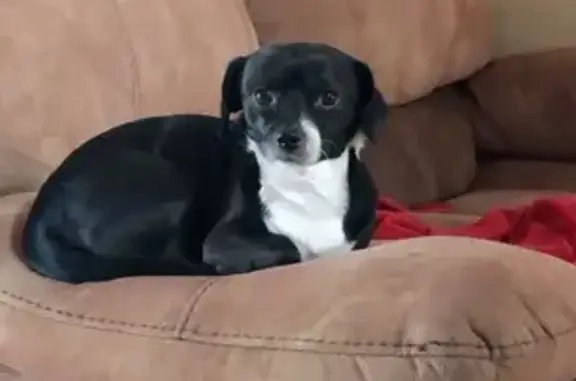 Lost Chihuahua: Black & White, Bow-Tie