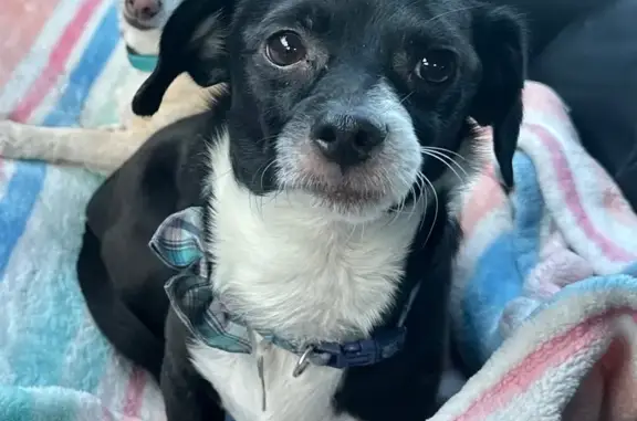Lost Chihuahua: Black & White, Bow-Tie