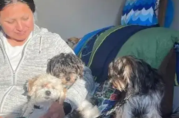 Lost Puppies Near St. Cloud: Help Needed!