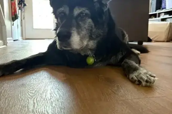 Friendly Elderly Black Lab Lost in VA