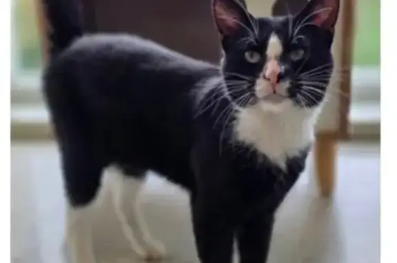 Lost pets New York, photo: Lost: Black & White Cat, Albany NY