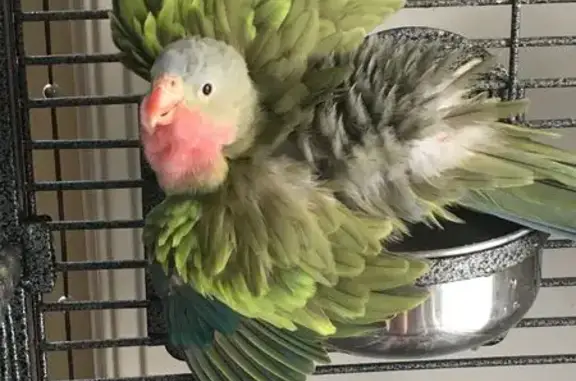 Lost Parrot: Green with Pink,...