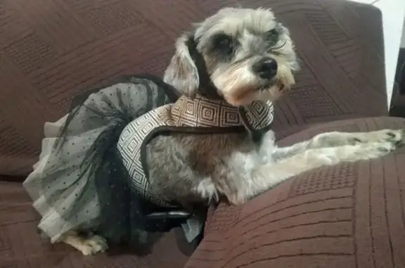 Perro Gris Perdido en Río Tamazula, Durango