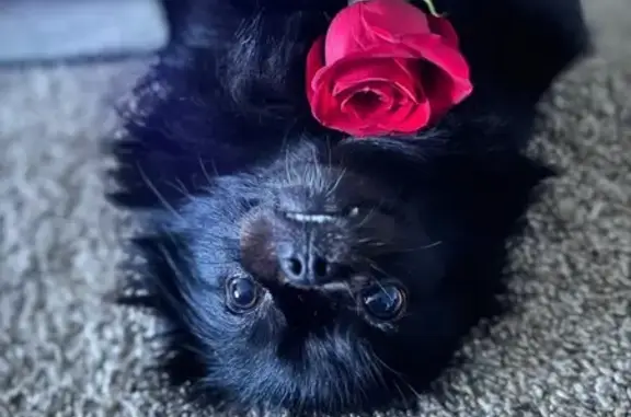 Lost 8lb Black Dog in Redford, MI