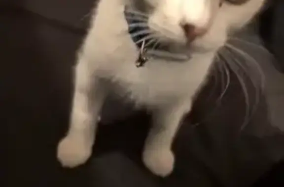 Lost Cat: White, Slender, Fast, Parahills