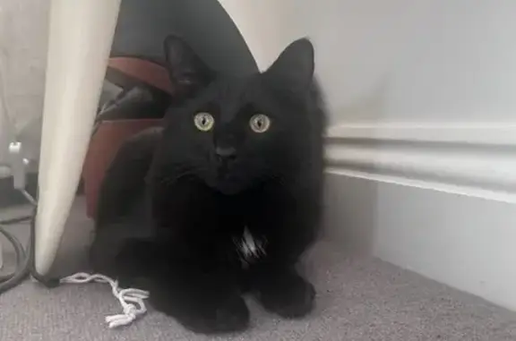 Missing: Friendly Black Cat in Boroondara