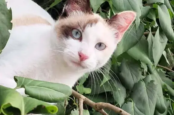 Chatte blanche 10 mois perdue à Lescure - photo