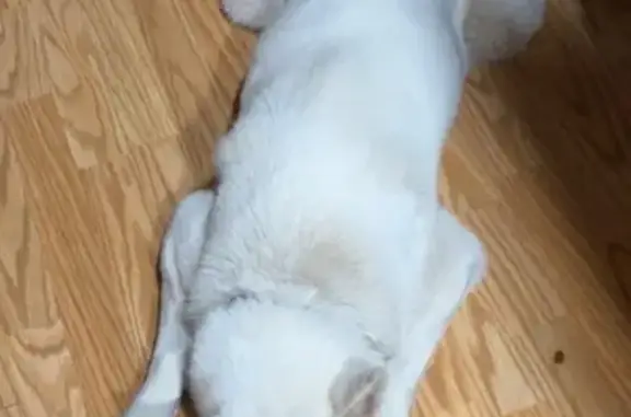 Lost White Dog with Unique Eyes - Help!