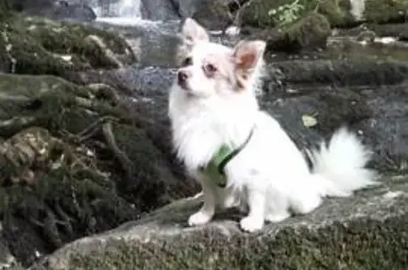 Animaux perdus Guer, photo: Chihuahua blanc perdu à Guer
