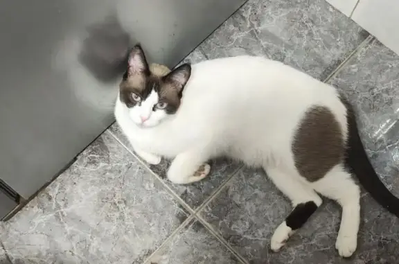Gato Perdido: Nayara Necesita Medicación