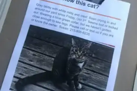 Found cat Philadelphia, photo: Found Cat: Striped & White on N 13th St