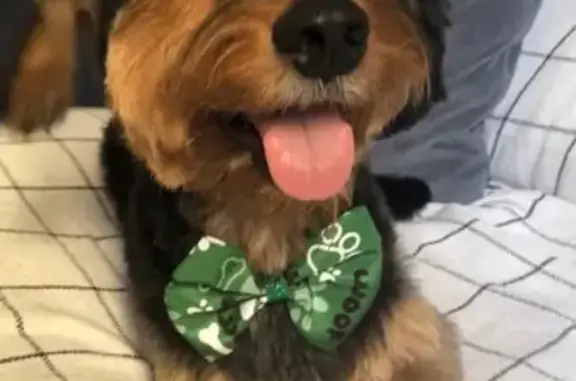 cachorro desaparecida