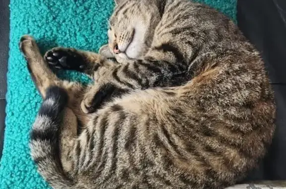 Chatte tigrée perdue à Brest - photo