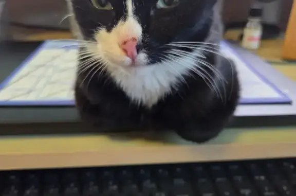 Animaux trouvés , photo: Chaton noir et blanc trouvé à Thourie
